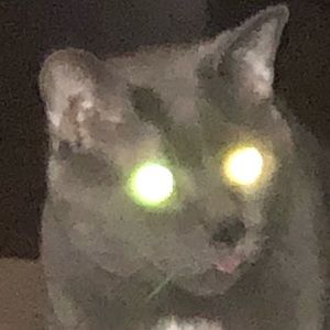 Meet your Posher, Brett